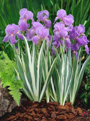 Ирис Вариегата бледный (1шт)