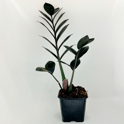 Черный замиокулькас