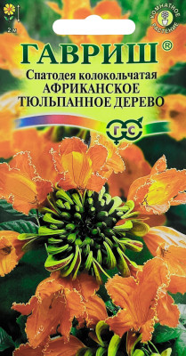 Спатодея колокольчатая АФРИКАНСКОЕ ТЮЛЬПАННОЕ ДЕРЕВО ГАВРИШ