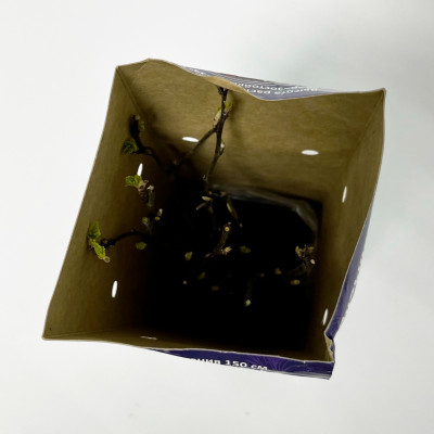 Пузыреплодник Андре