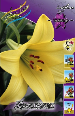 Лилия Делиана (1шт) 233