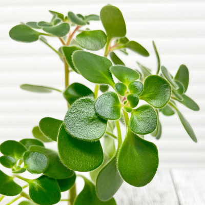 Дерево любви (2)