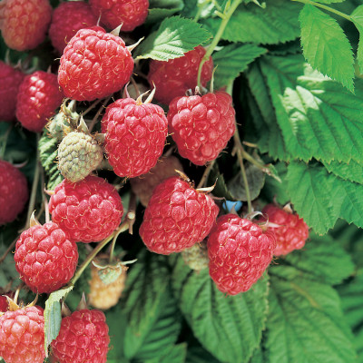 Малина Глен Ампл