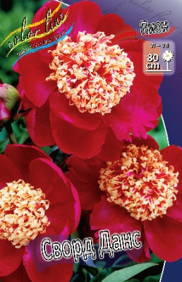 Пион Сворд Данс (1шт) 1445