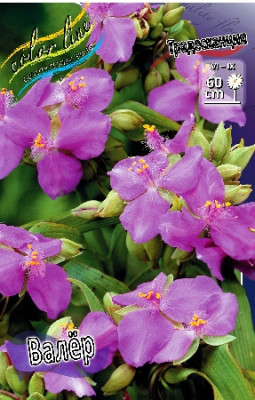 Традесканция Валер (1шт) 3278