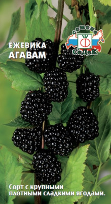 Ежевика Агавам (Евро, 0,05)