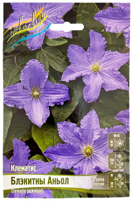 Клематис БЛЭКИТНЫ АНЬОЛ (3 группа обрезки)