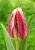 Тюльпан Канок (1шт) 6171