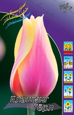 Тюльпан Блашинг Леди (1шт) 547805 НК