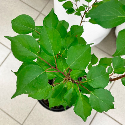 Абрикос Ульянихинский (2)