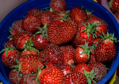 Земляника (Клубника) Фейерверк в кассете