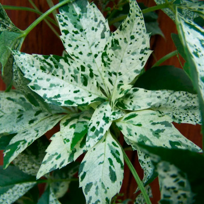 Девичий виноград Стар Шауэрс