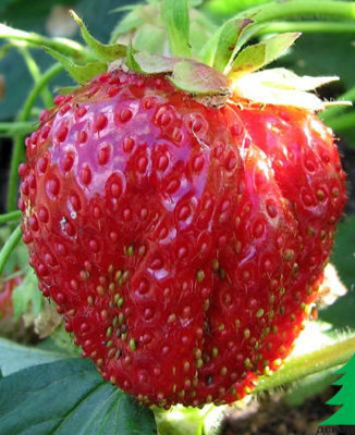 Земляника (Клубника) Берегиня в кассете