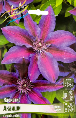 Клематис Акаиши (1шт)
