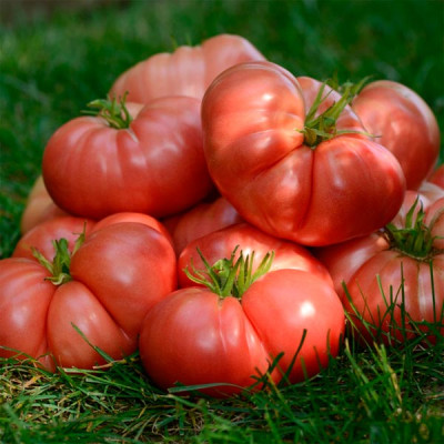 Томат Биг Бренди F1 5шт Томат Биг Бренди F1 5шт