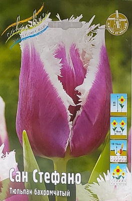 Тюльпан Сан Стефано (1шт)