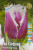 Тюльпан Сан Стефано (1шт)