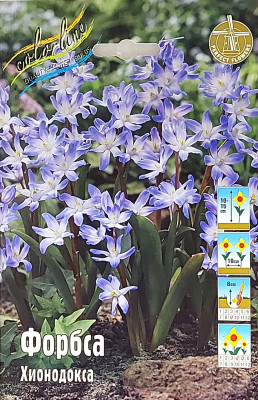 Хионодокса Форбса (10шт)