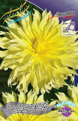 Георгин Пондероза (1шт) 3039