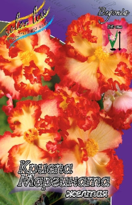 Бегония Криспа Маргината Желтая (1шт) 2731