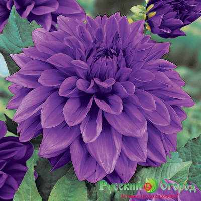 Георгин Лайлак Тайм (1шт) 6074