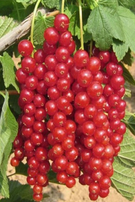 Смородина красная Каскад