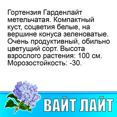 Гортензия метельчатая Гарден лайт Уайт Лайт (Р12)