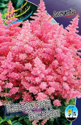Астильба Кантри энд Вестерн (1шт) 724