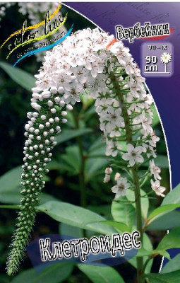 Вербейник Клетроидес (3шт)