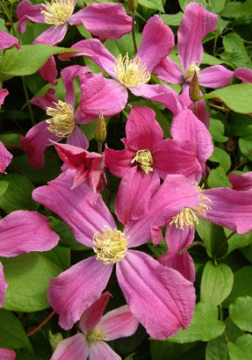 Клематис Инспирейшин (1шт) 526