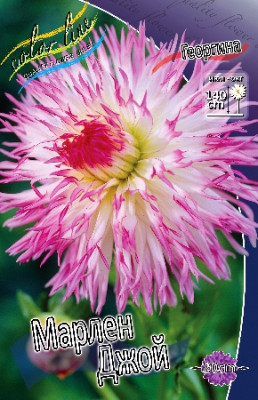 Георгина Марлен Джой (1шт) 4379