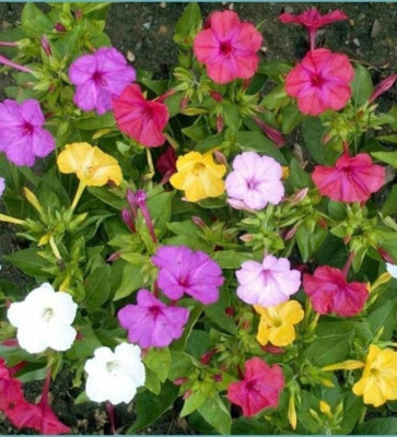 Мирабилис Утренняя зорька 2г