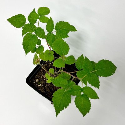 Малина Глен Файн С1 (3)