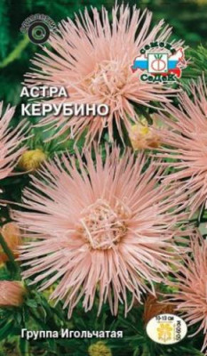 Астра Керубино