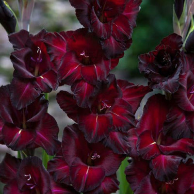 Гладиолус Эспрессо (1шт)