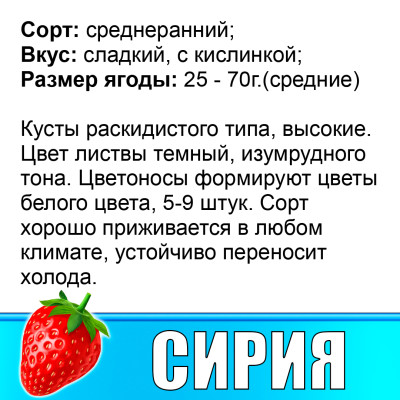 Земляника (Клубника) Сирия в стаканчике