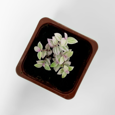 Коллизия саженцы микс (2)