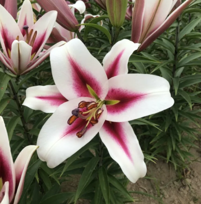 Лилия Гаучо 1шт