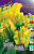 Тюльпан Техас золотой (1шт) (5)