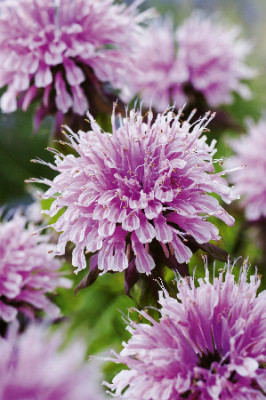 Монарда Крофтвэй Пинк (1шт) 4784