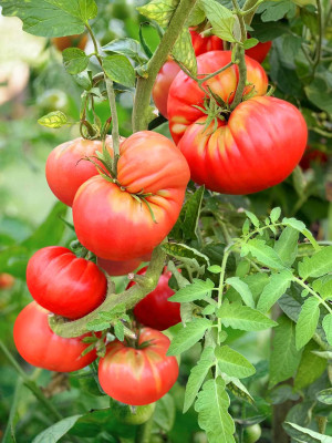 Томат Могучан Степанова 5шт