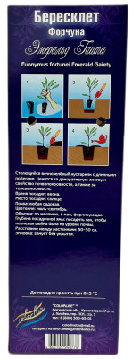 Бересклет Эмеральд Гаити