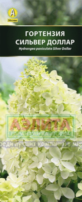Гортензия метельчатая Сильвер Доллар