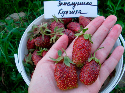 Земляника (Клубника) Купчиха Земклуника в стаканчике