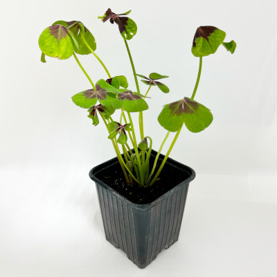 Оксалис (кислица) саженцы микс (3)