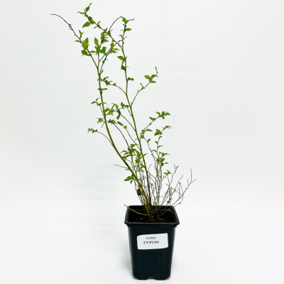 Голубика Гурон (Р9)