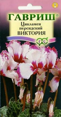 Цикламен Виктория персидский* 3 шт.