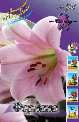 Лилия Форлана (1шт) 3130