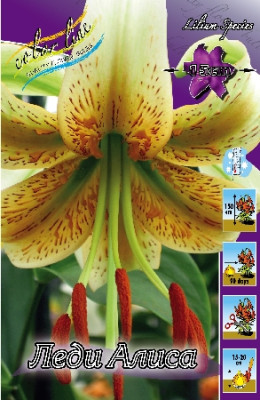 Лилия Леди Алиса (1шт)