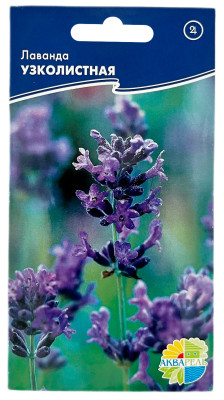 Лаванда Узколистная АКВАРЕЛЬ